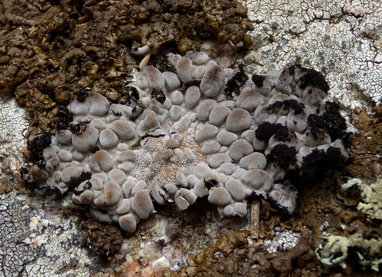 Lasallia pustulata. Lichene crso 4